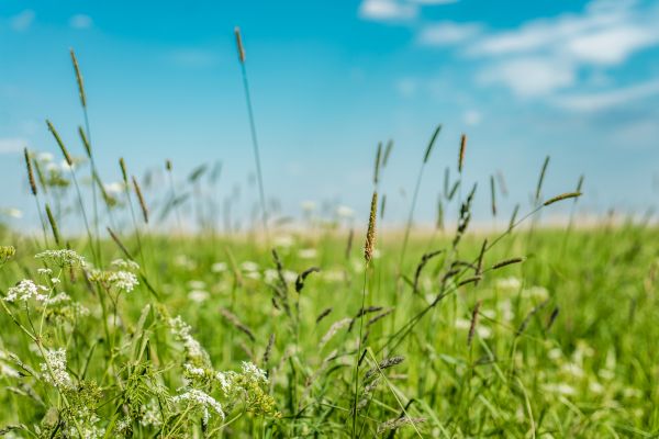 Cost of High Grass Trimming in Sheboygan