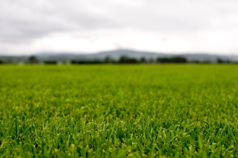 Lush and Green Lawns